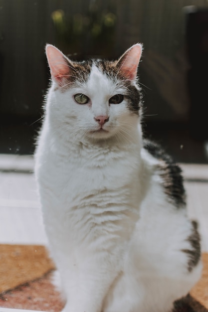 Free photo vertical view of a white and gray grumpy cat sitting on the ground and staring right at the camera