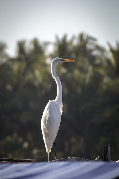 Vertical view of a white stork surrounded by trees