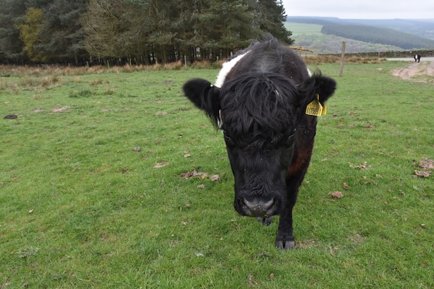 Free Photo very cute belted galloway calf walking in a large grassy field.