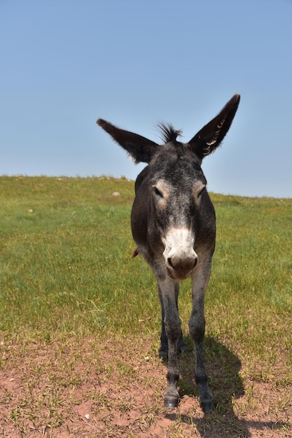 Free photo very cute dark color burro with long ears