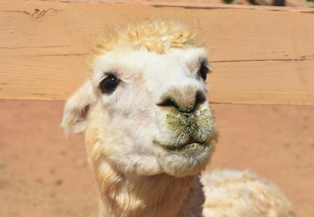 Free photo very cute face of a fluffy white alpaca