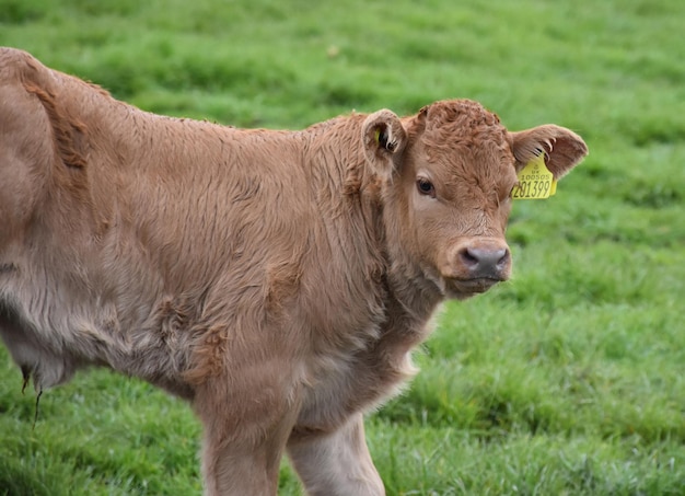 Free Photo very cute young calf on a spring day in england.