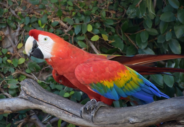 Very pretty colored parrot perched on a tree branch.