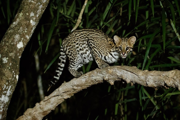 Free photo very rare ocelot in the night of brazilian jungle