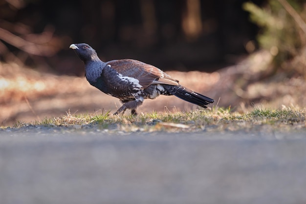 Very rare wild capercaillie in the nature habitat 