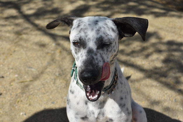 Very sweet faced white and black cuncuu dog licking his mouth.