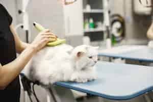 Free photo vet with a brush for animals. woman in a black t-shirt. cat on a couch.