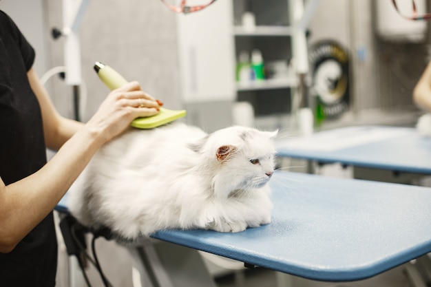 Free Photo vet with a brush for animals. woman in a black t-shirt. cat on a couch.