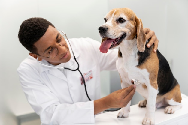 Free Photo veterinarian checking dog medium shot