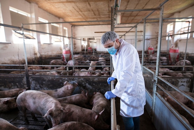 Veterinarian leaning on the cage fence and observing pigs at pig farm and checking their health and growth