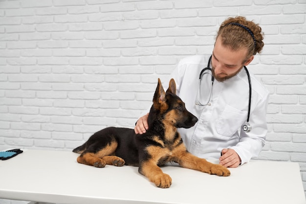 Free Photo veterinarian petting dog back and soothing alsatian