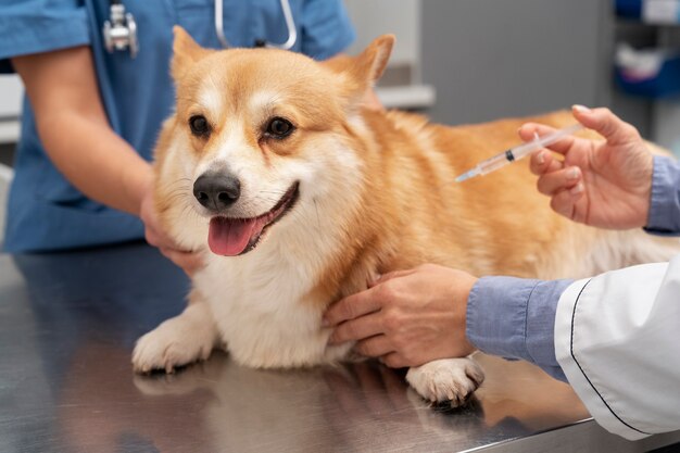 Veterinarian taking care of pet dog