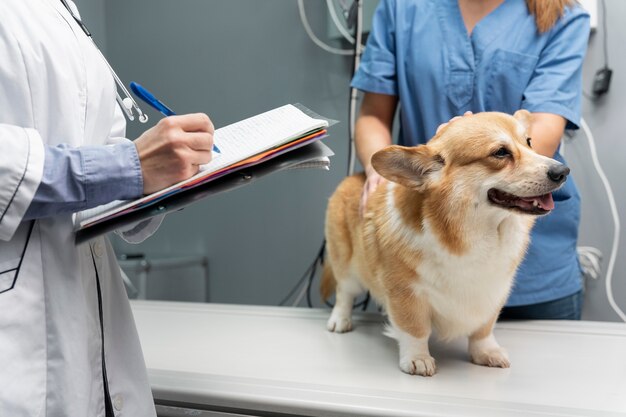 Veterinarian taking care of pet dog