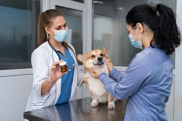 Veterinarian taking care of pet dog