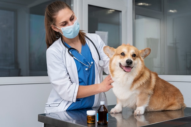 Veterinarian taking care of pet dog