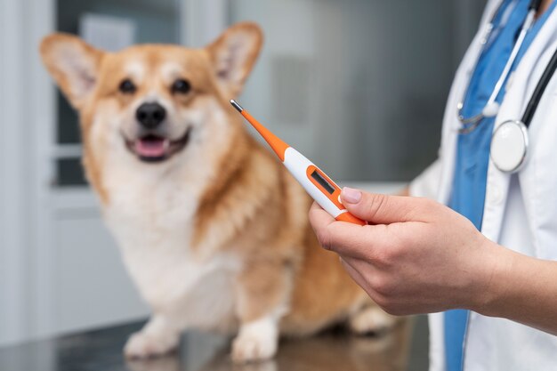 Veterinarian taking care of pet dog