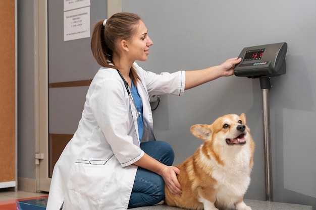 Free photo veterinarian taking care of pet dog