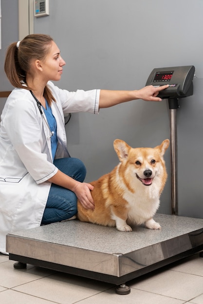 Free Photo veterinarian taking care of pet dog