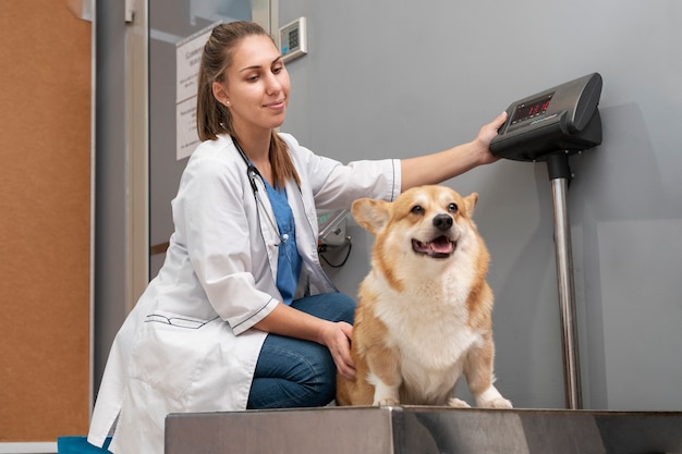 Free Photo veterinarian taking care of pet dog