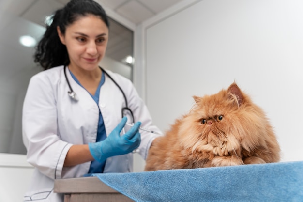 Veterinarian taking care of pet