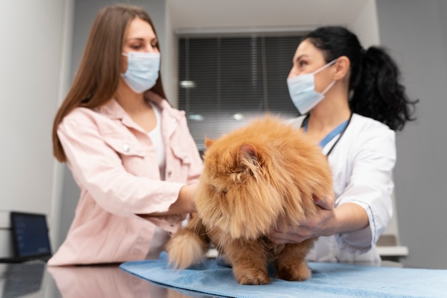 Free Photo veterinarian taking care of pet