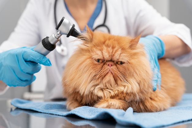 Veterinarian taking care of pet