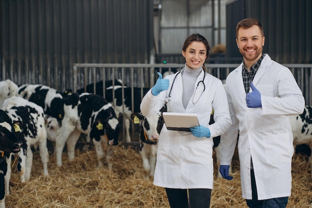 Free photo veterinary at the farm walking in cowshed checking the cows