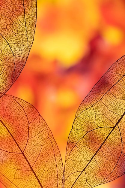 Vibrant colored transparent autumn foliage