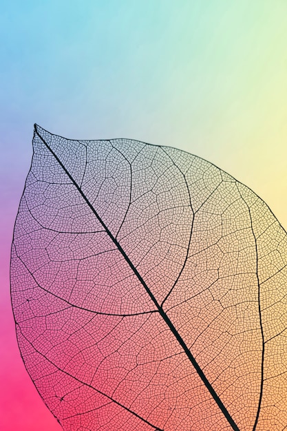 Vibrant colored transparent fall leaf