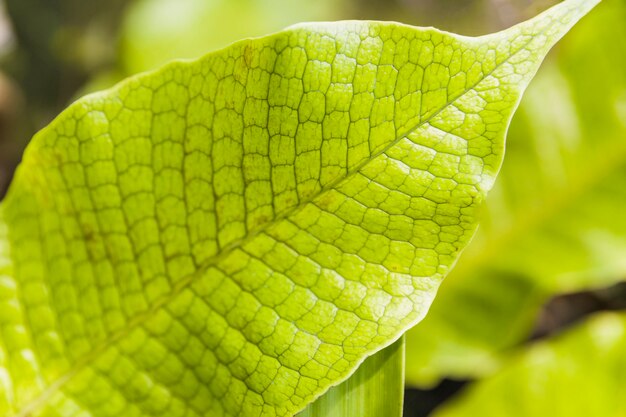 Vibrant green leaf texture