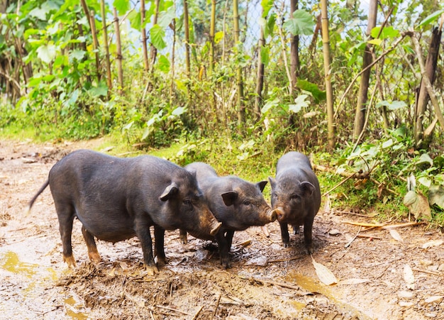 Vietnamese pig