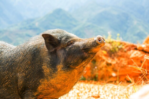 Vietnamese pig