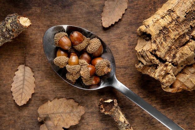 Free Photo above view acorns still life