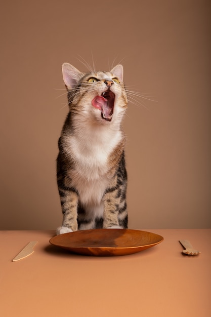 Free photo view of adorable cat eating its food