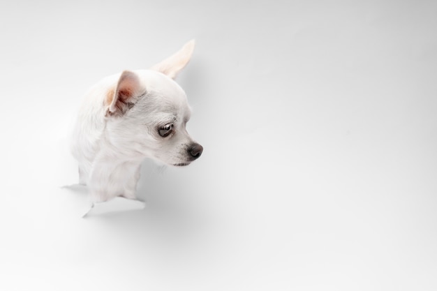 View of adorable chihuahua dog coming out of torn paper