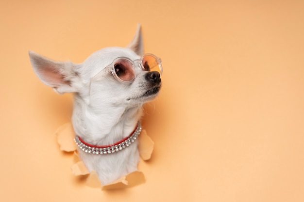 Free photo view of adorable chihuahua dog coming out of torn paper