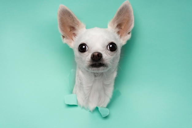 Free photo view of adorable chihuahua dog coming out of torn paper