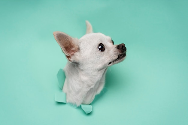 Free photo view of adorable chihuahua dog coming out of torn paper