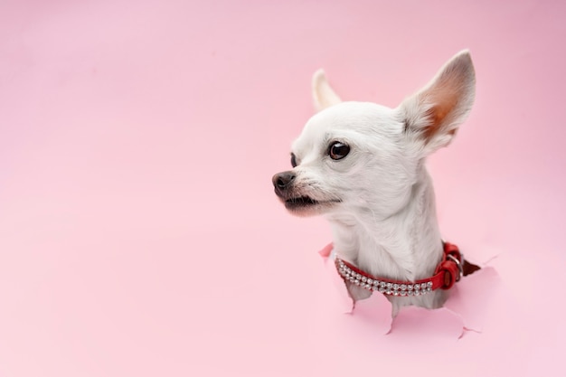 Free photo view of adorable chihuahua dog coming out of torn paper