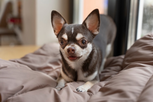 Free photo view of adorable chihuahua dog in the house