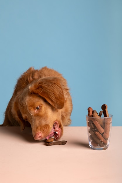 Free photo view of adorable dog with treats