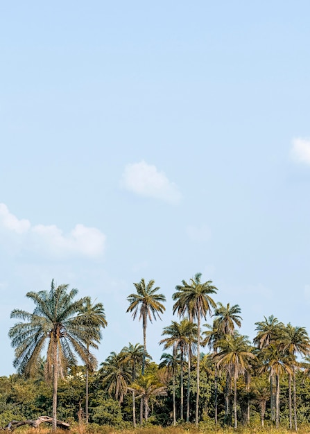 View of african nature scenery with vegetation and copy space