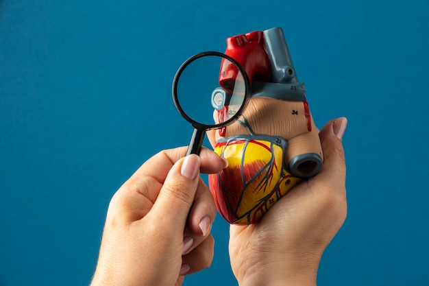 Free photo view of anatomic heart model for educational purpose with magnifying glass