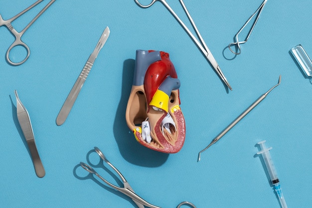 Free photo view of anatomic heart model for educational purpose with medical instruments