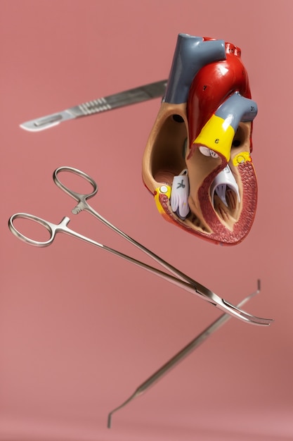 Free photo view of anatomic heart model for educational purpose with medical instruments