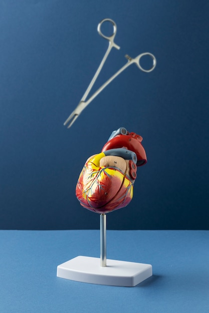 Free Photo view of anatomic heart model for educational purpose with medical instruments