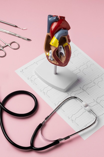 View of anatomic heart model for educational purpose with stethoscope