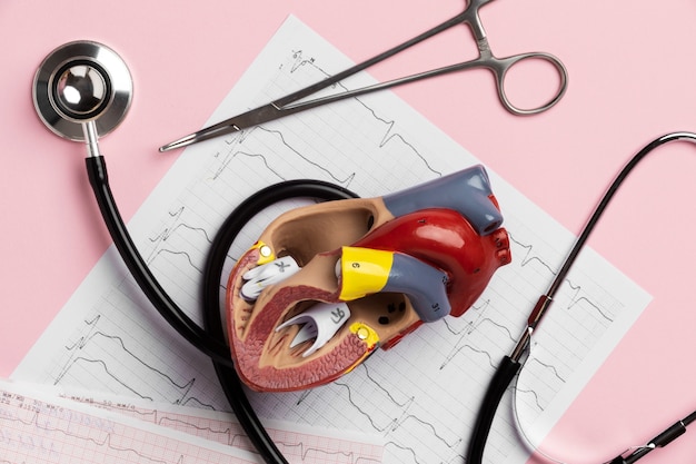 View of anatomic heart model for educational purpose with stethoscope