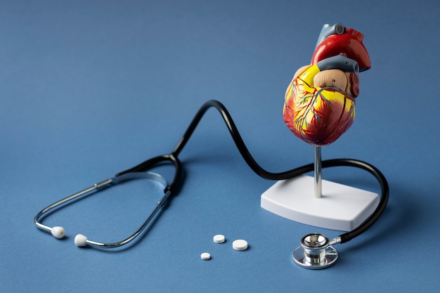 View of anatomic heart model for educational purpose with stethoscope