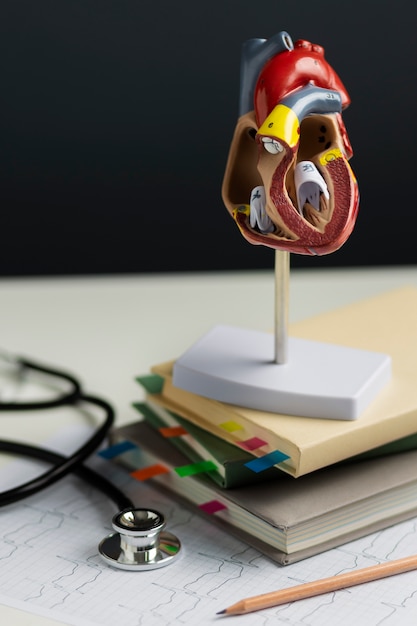 Free photo view of anatomic heart model for educational purpose with stethoscope